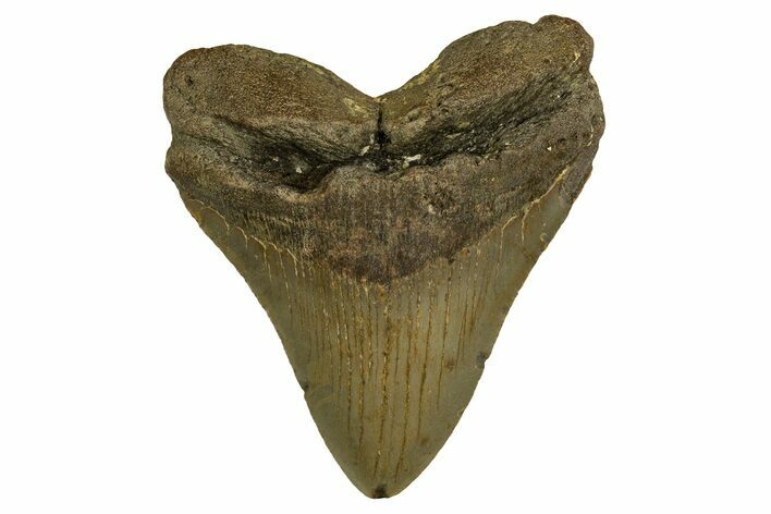 Fossil Megalodon Tooth - North Carolina #328011